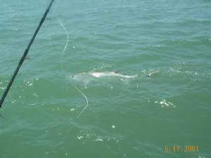 Tarpon___Sunset_Cruise_6.17.01_013.jpg